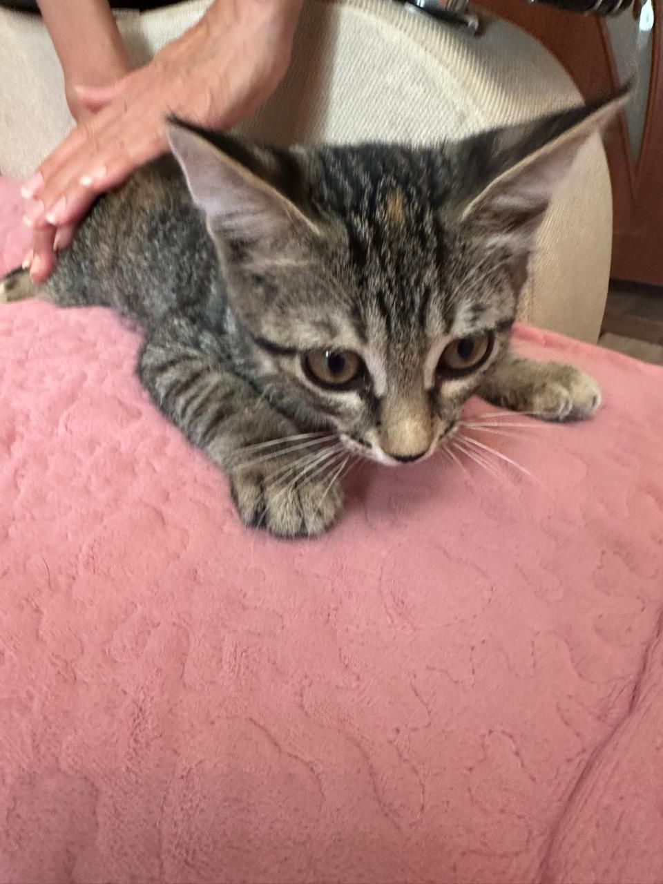 Отдам котенка в добрые руки