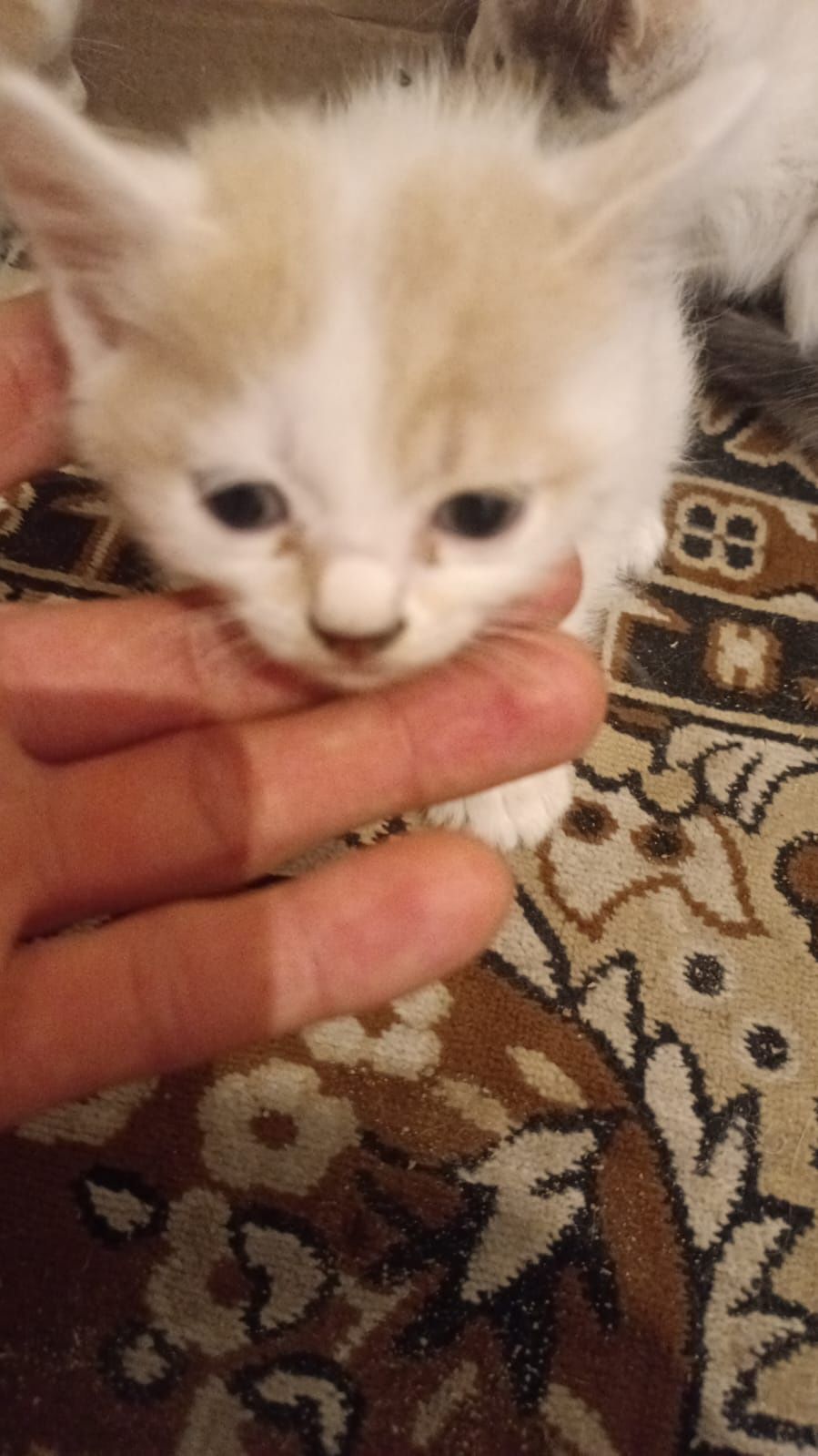 Котёнки отдам хорошие руки