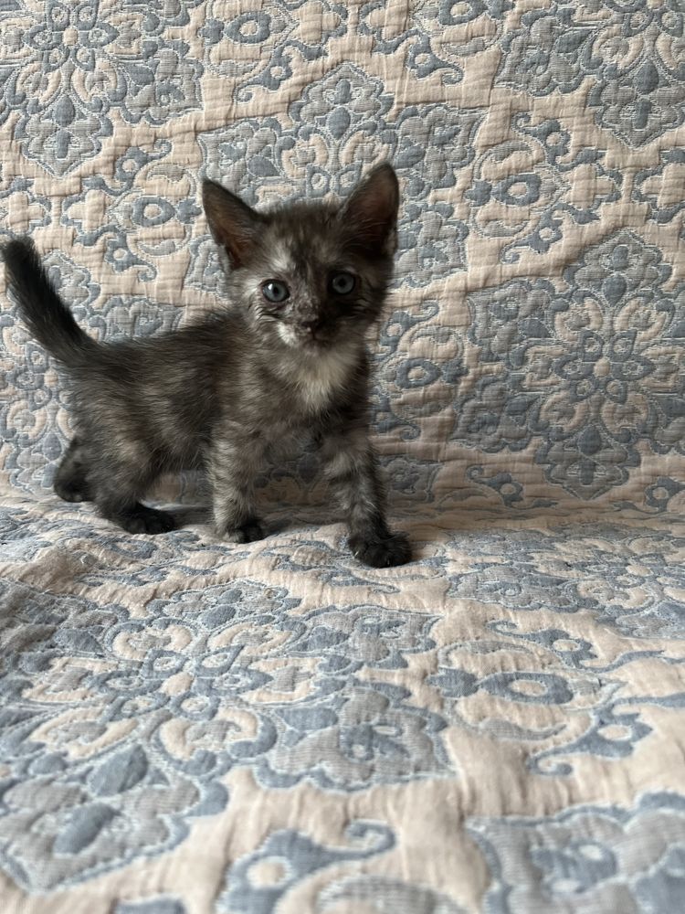 отдам котенка(девочка) 1 месяц