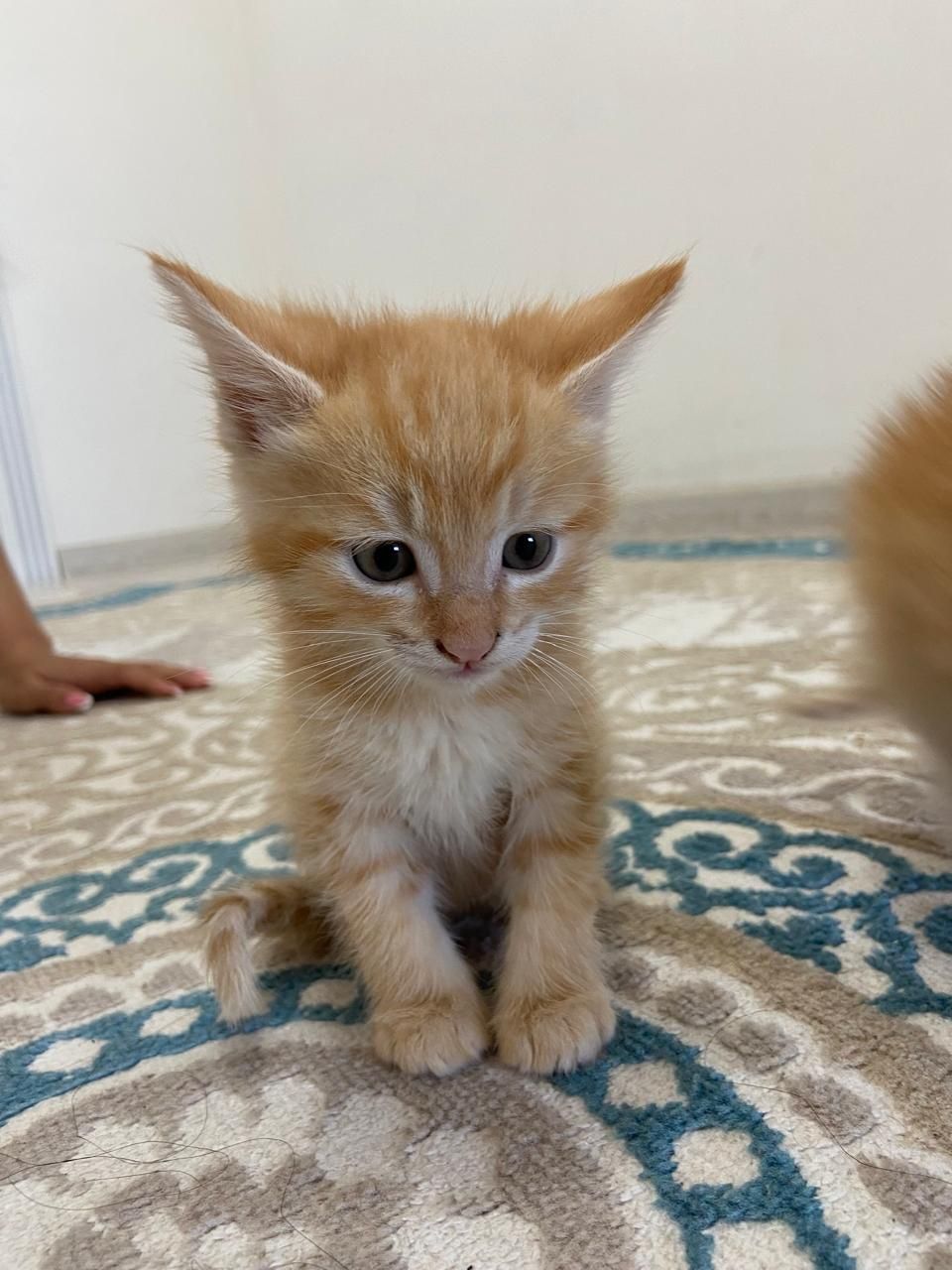 Котики 2 месяца , пушистые , домашние