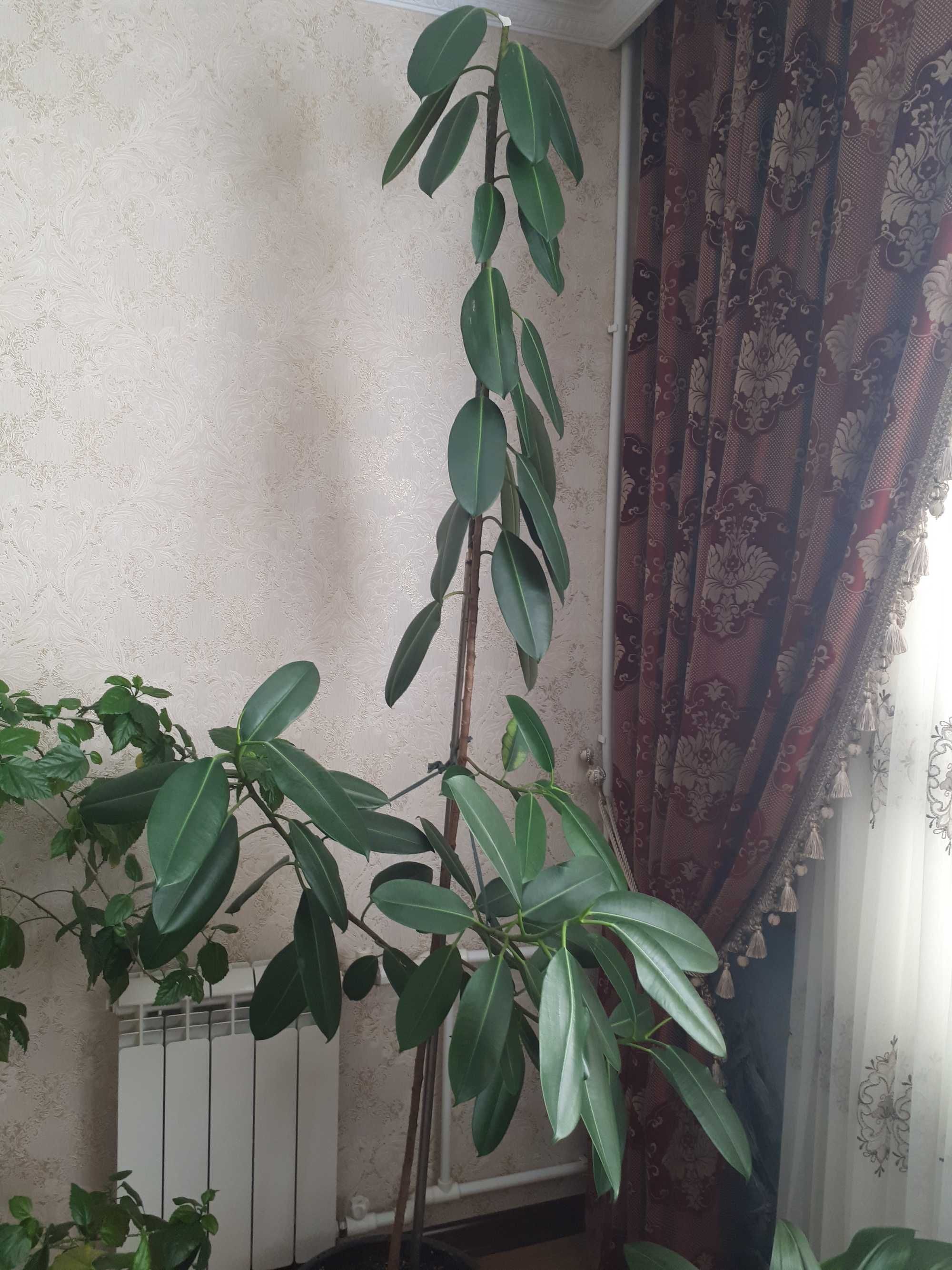большие комнатные растения фикус продам