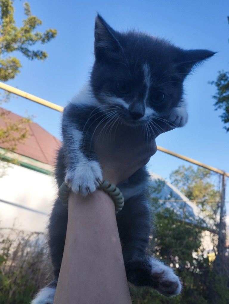 Отдам котенка девочка
