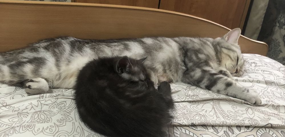Вязка кошку Стоттиш страйд