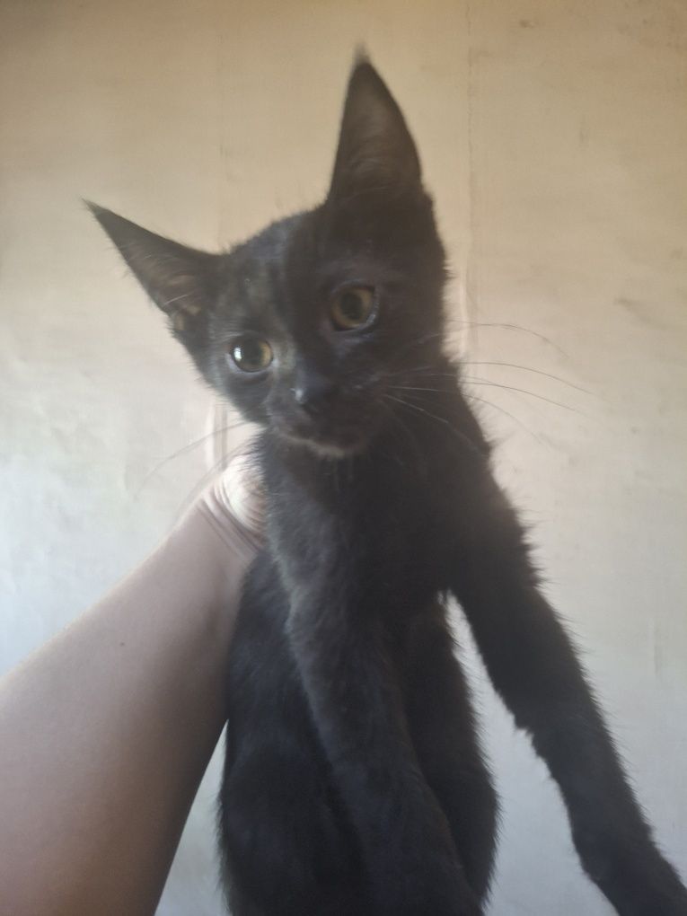 Отдам в добрые руки котят