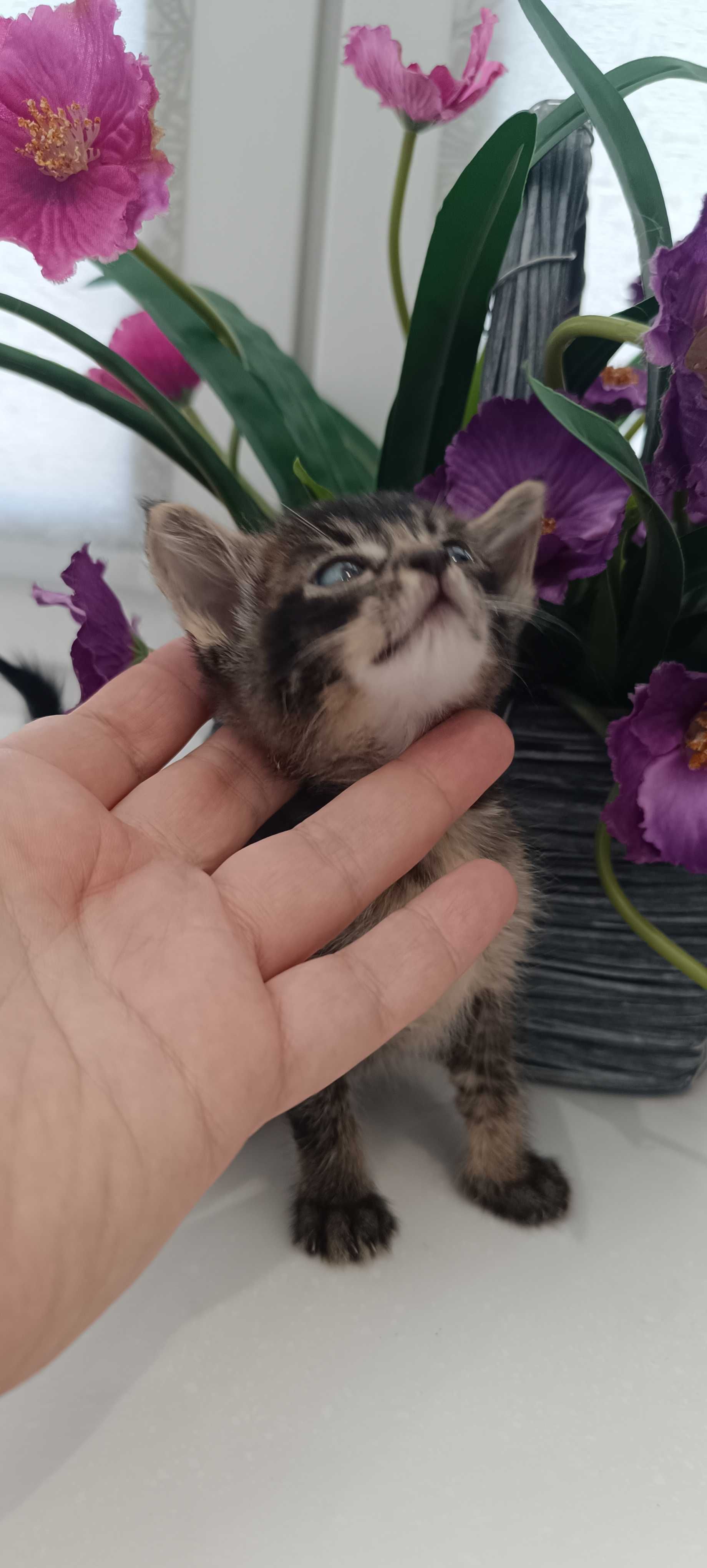 Чаузи котята, метисы.