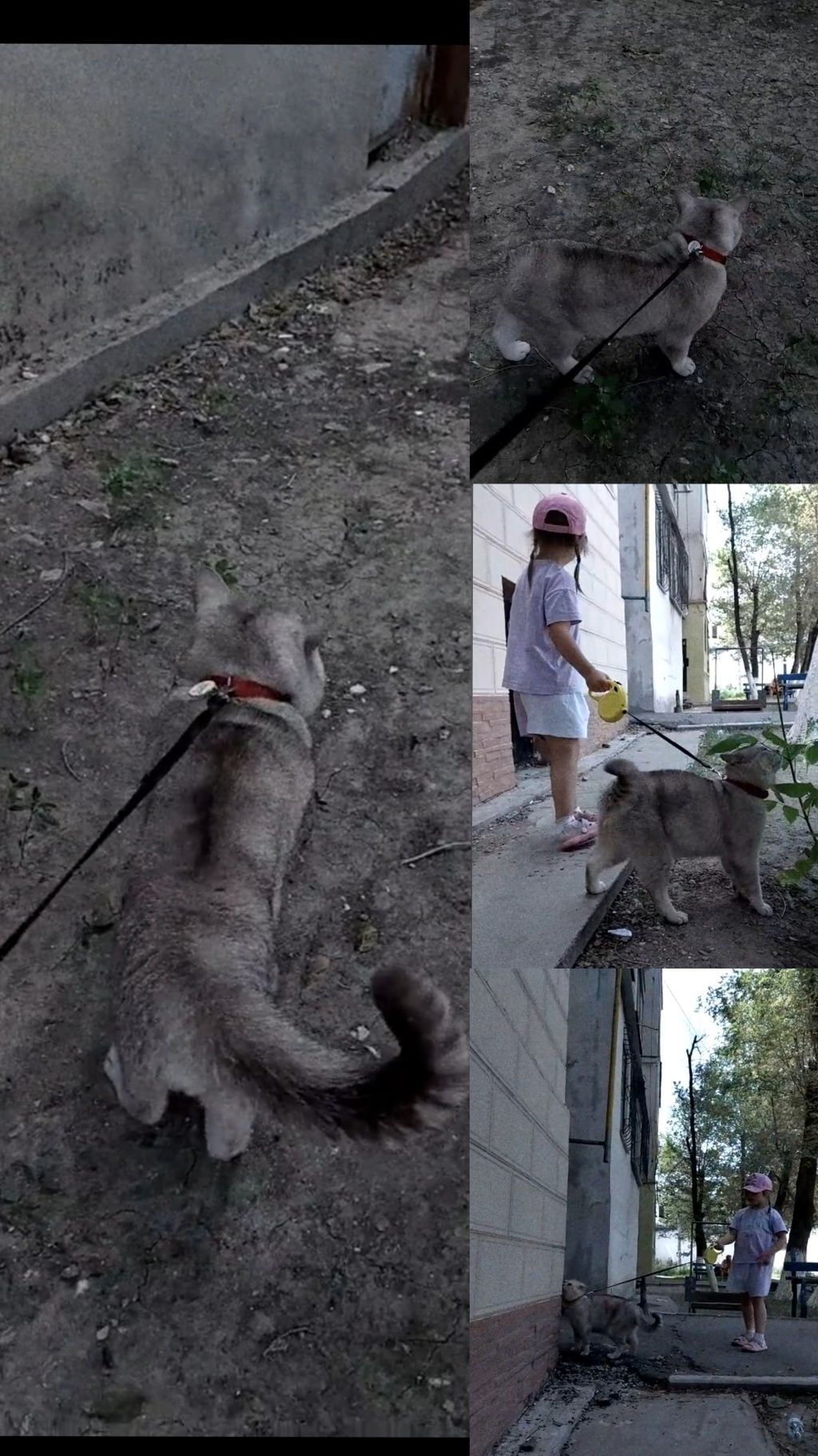Вязка , прямоухий кот ( для прямоухих и вислоухих)