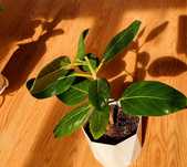 Фикус бенгальский (Ficus benghalensis)
