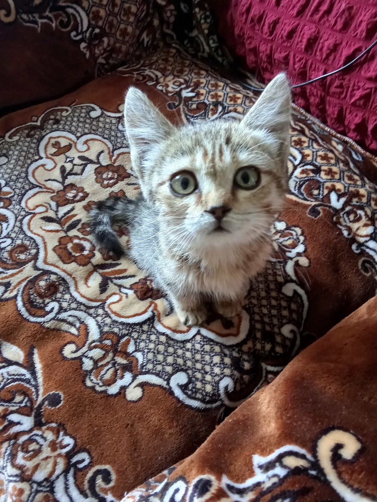 Отдам в хорошие руки котят.