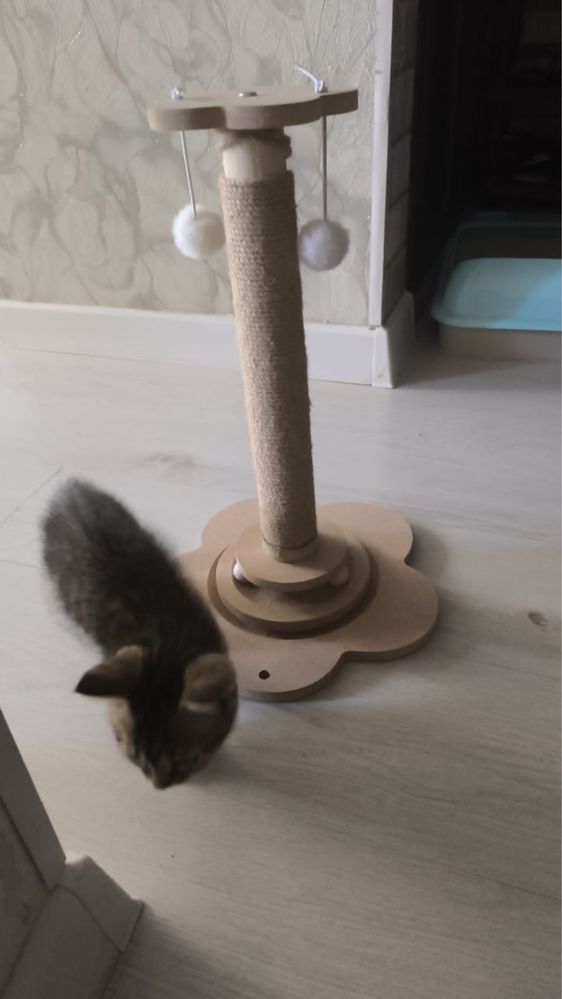 Отдам котенка в добрые и заботливые руки
