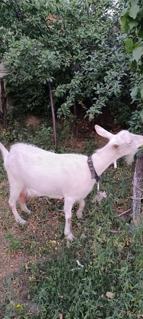 Продам козу зааненской породы , молочная