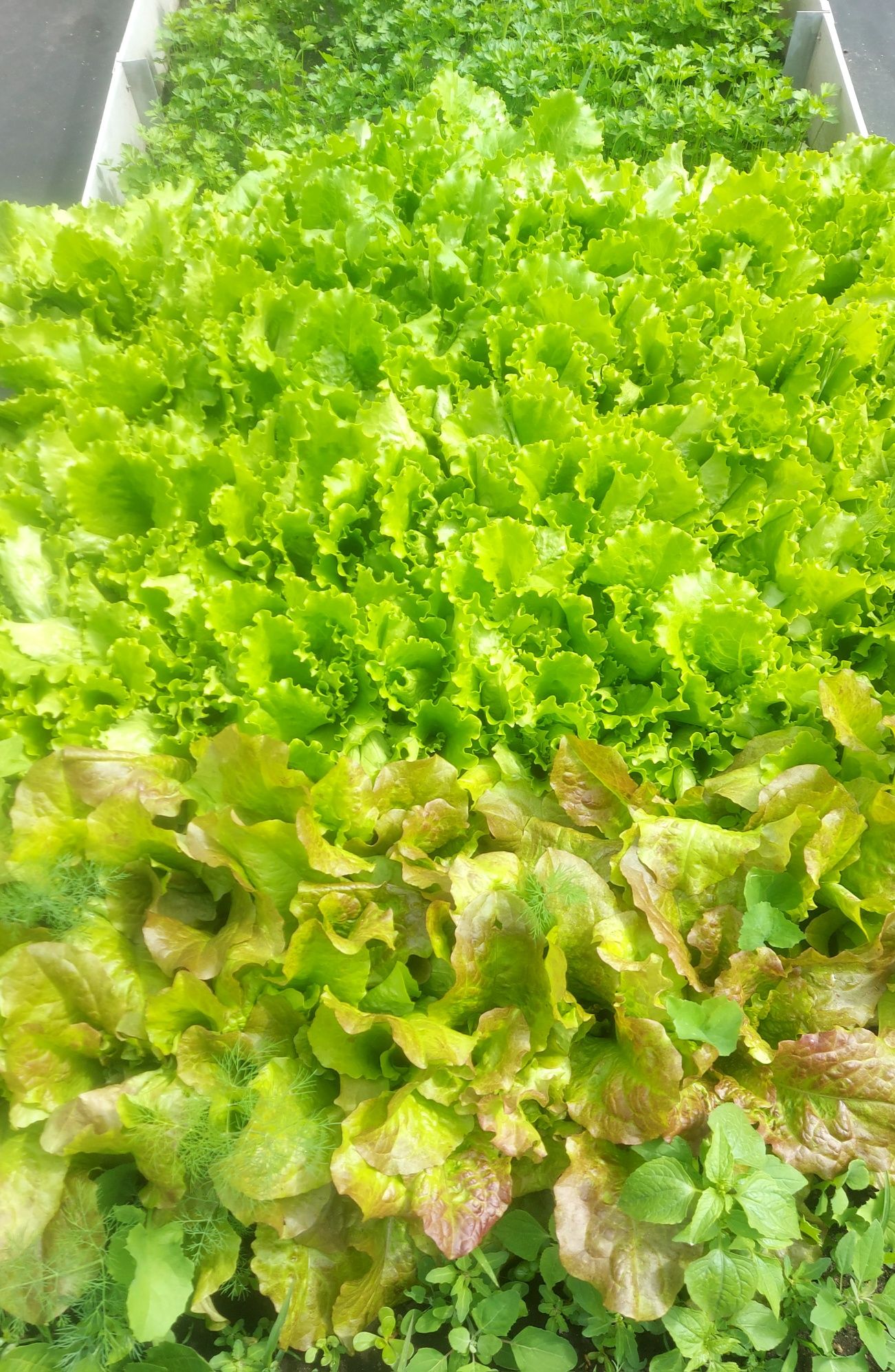 Продам домашнюю зелень