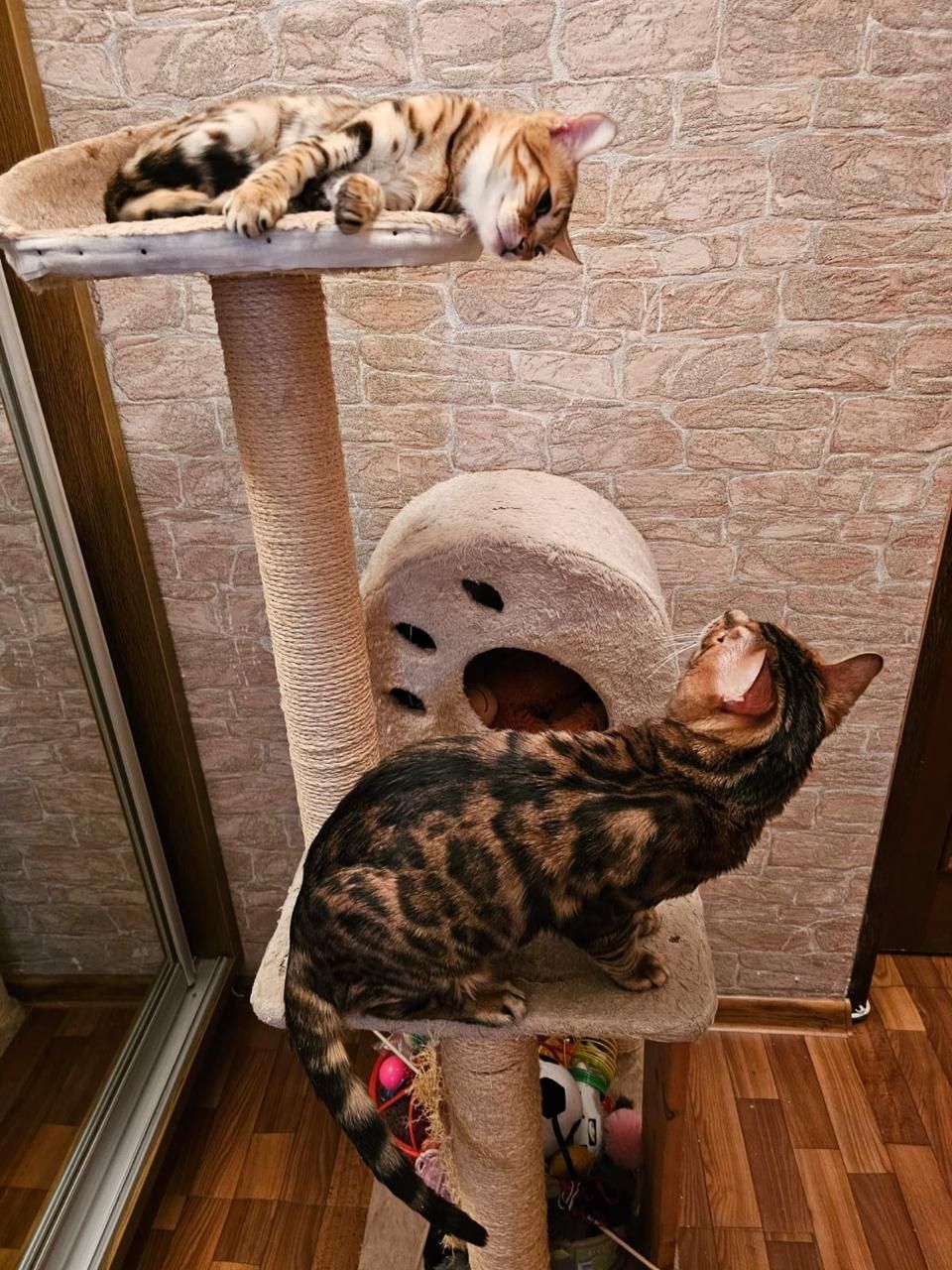 Бенгальские котята