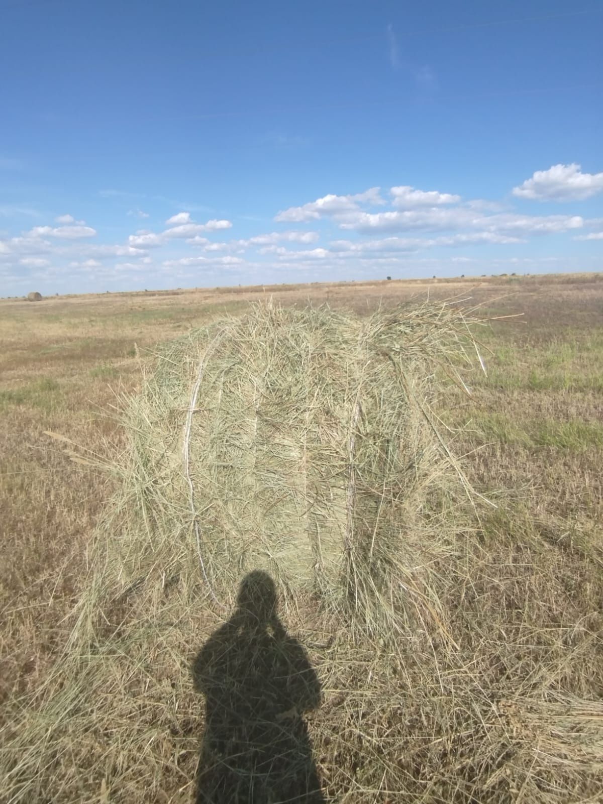 Сено в рулонах первокос