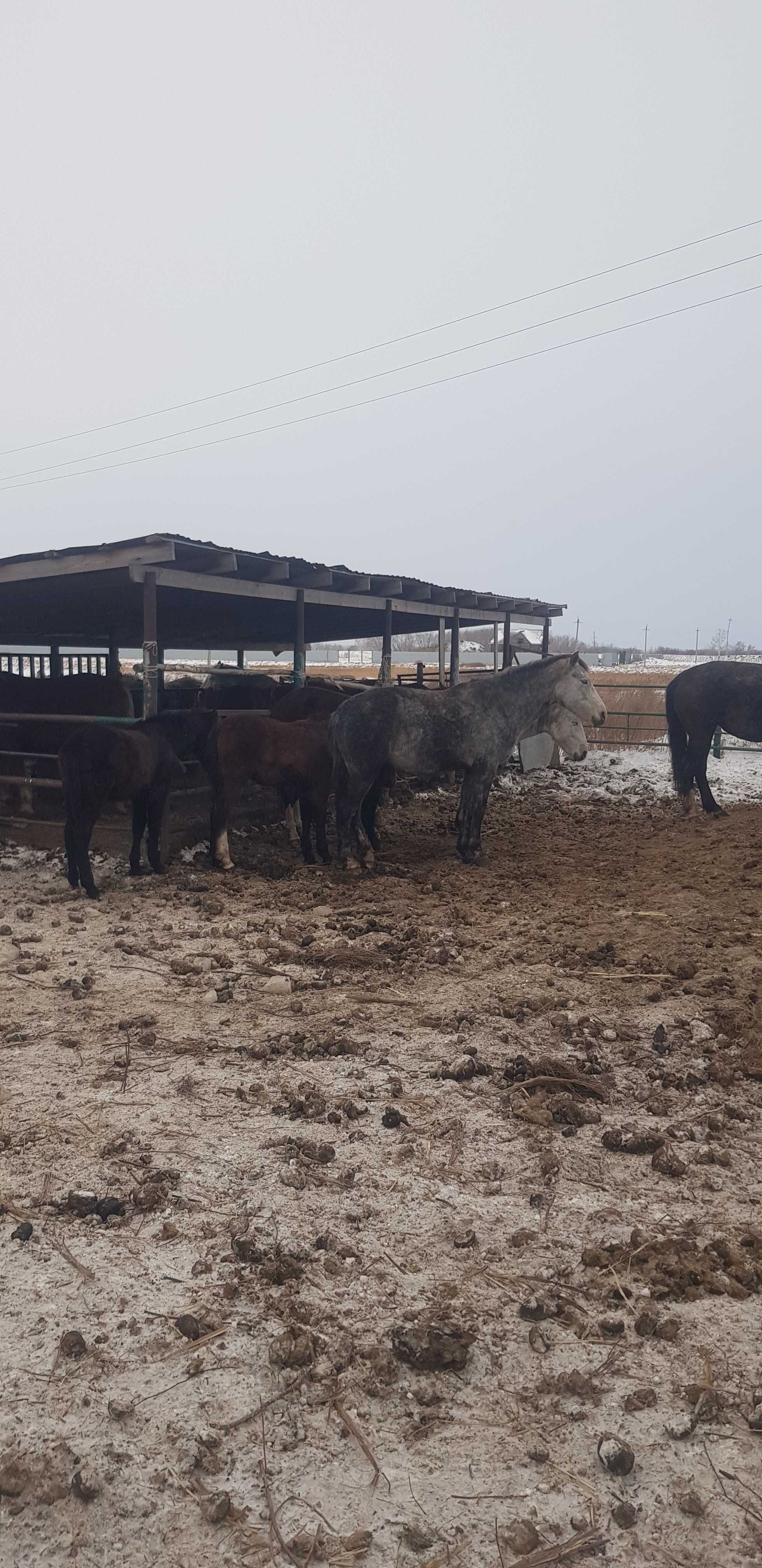 Продам орловских кобыл