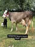 Продам корову телёнка