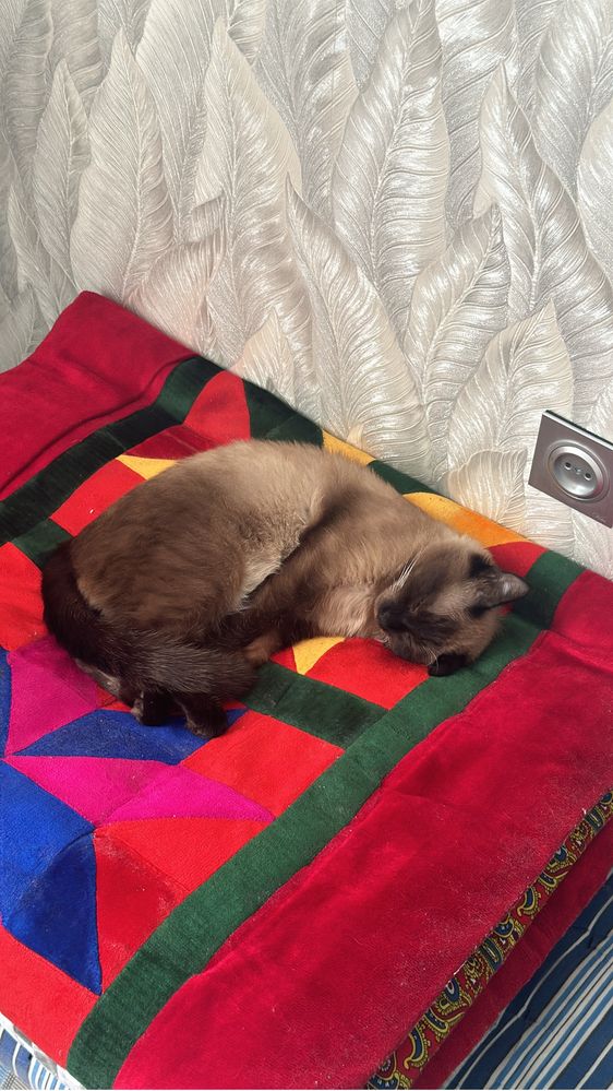 Сиамски кот отдам бесплатно