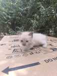Котята отдадим в хорошие руки