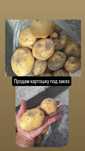 Продам картошку крупная