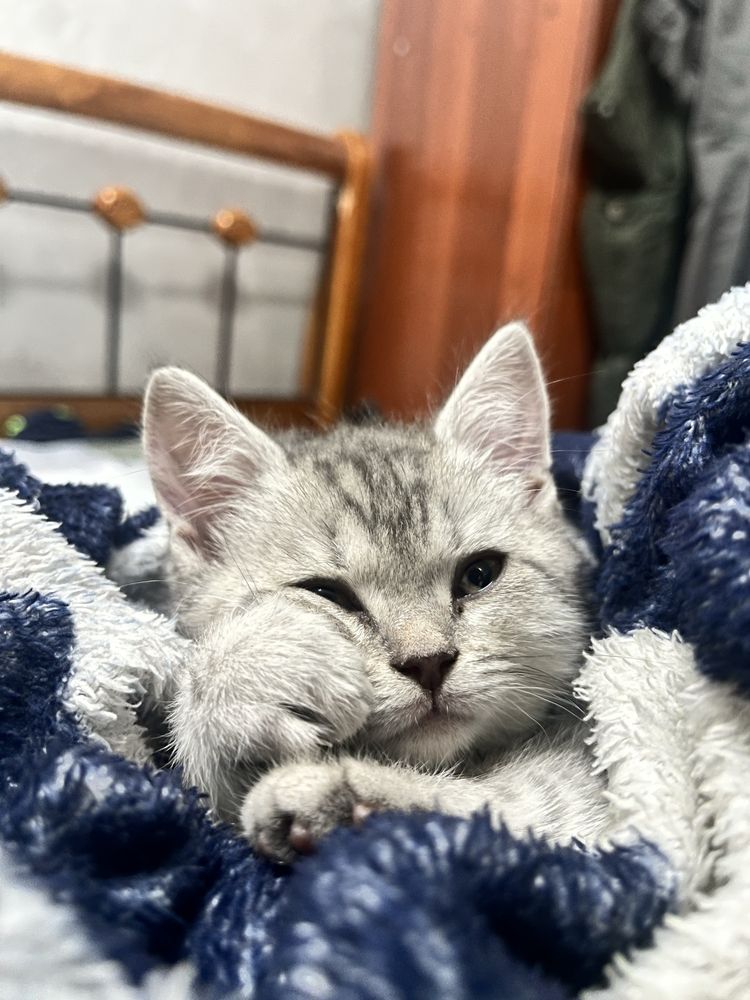 Кошки для усыновления