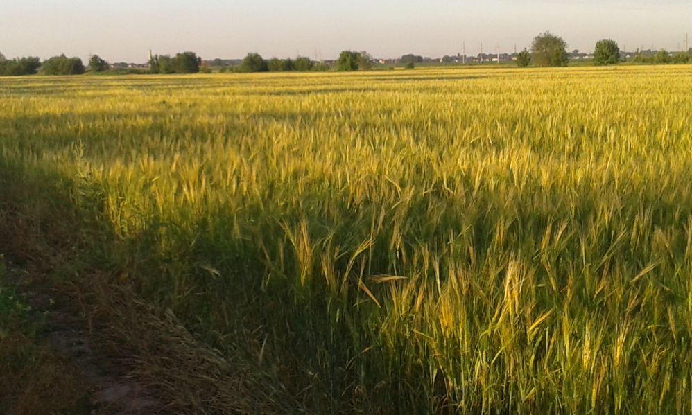 Продам земельный участок, полтора гектара, в районе п. Байсерке. Торг