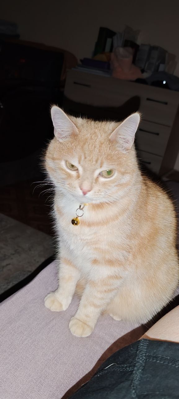 Отдам кота 5 лет