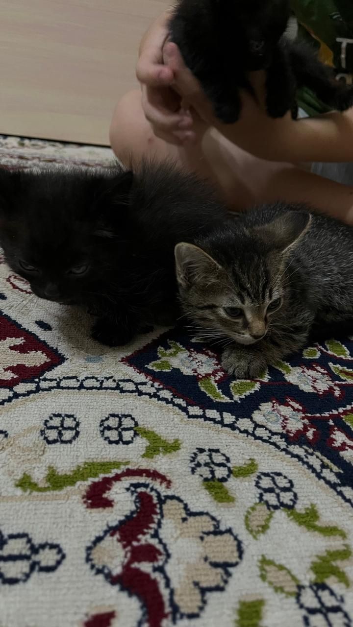 Отдам котят в добрые руки