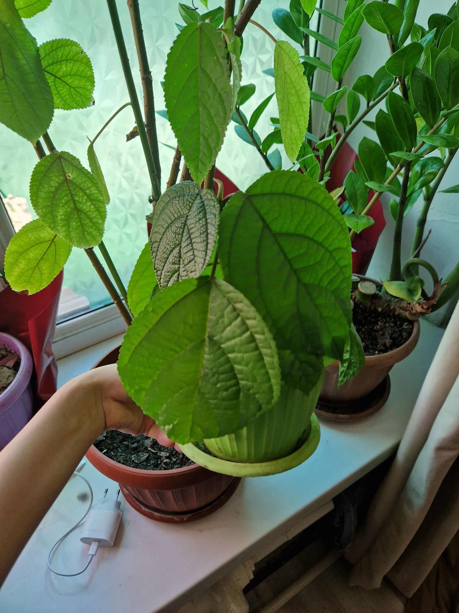 Продам комнатные цветы