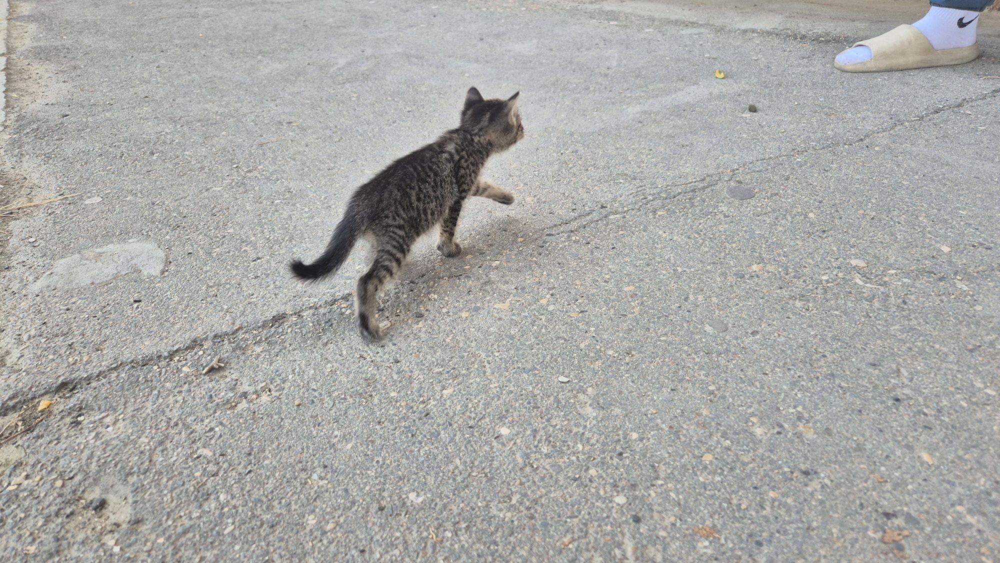 Котенок ищет добрые руки