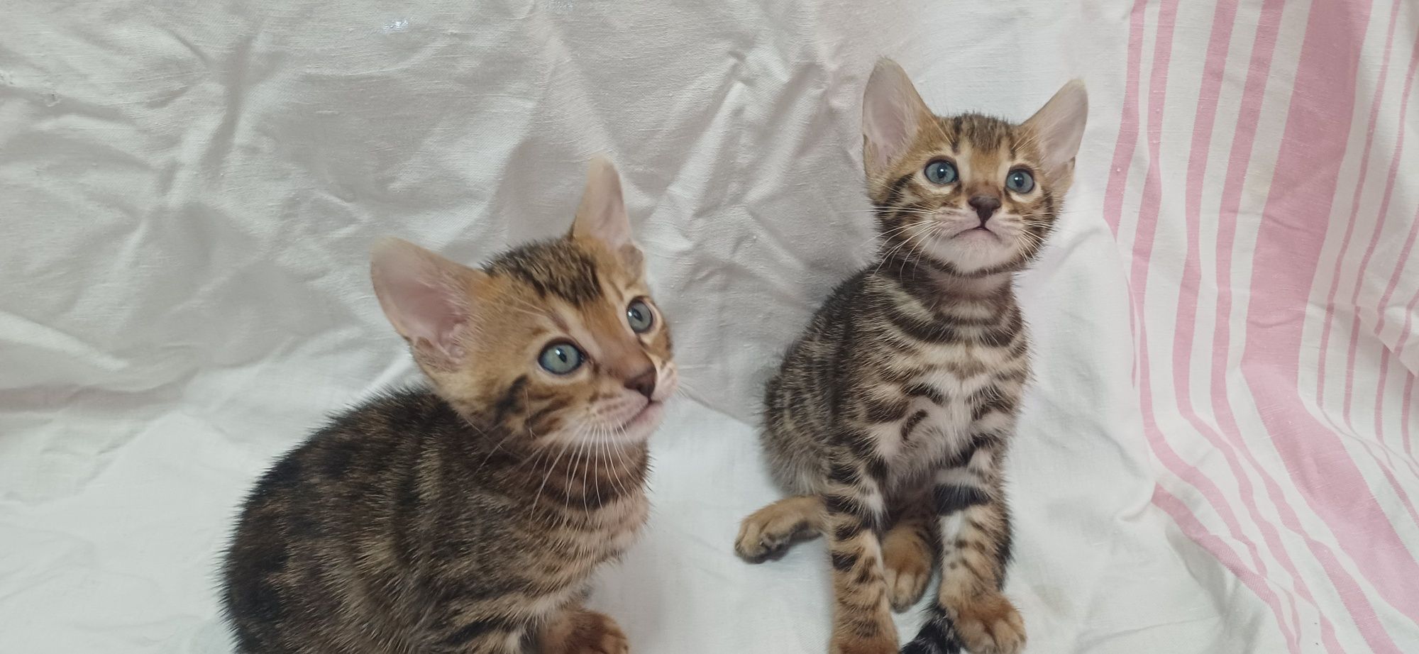 Бенгальские котята