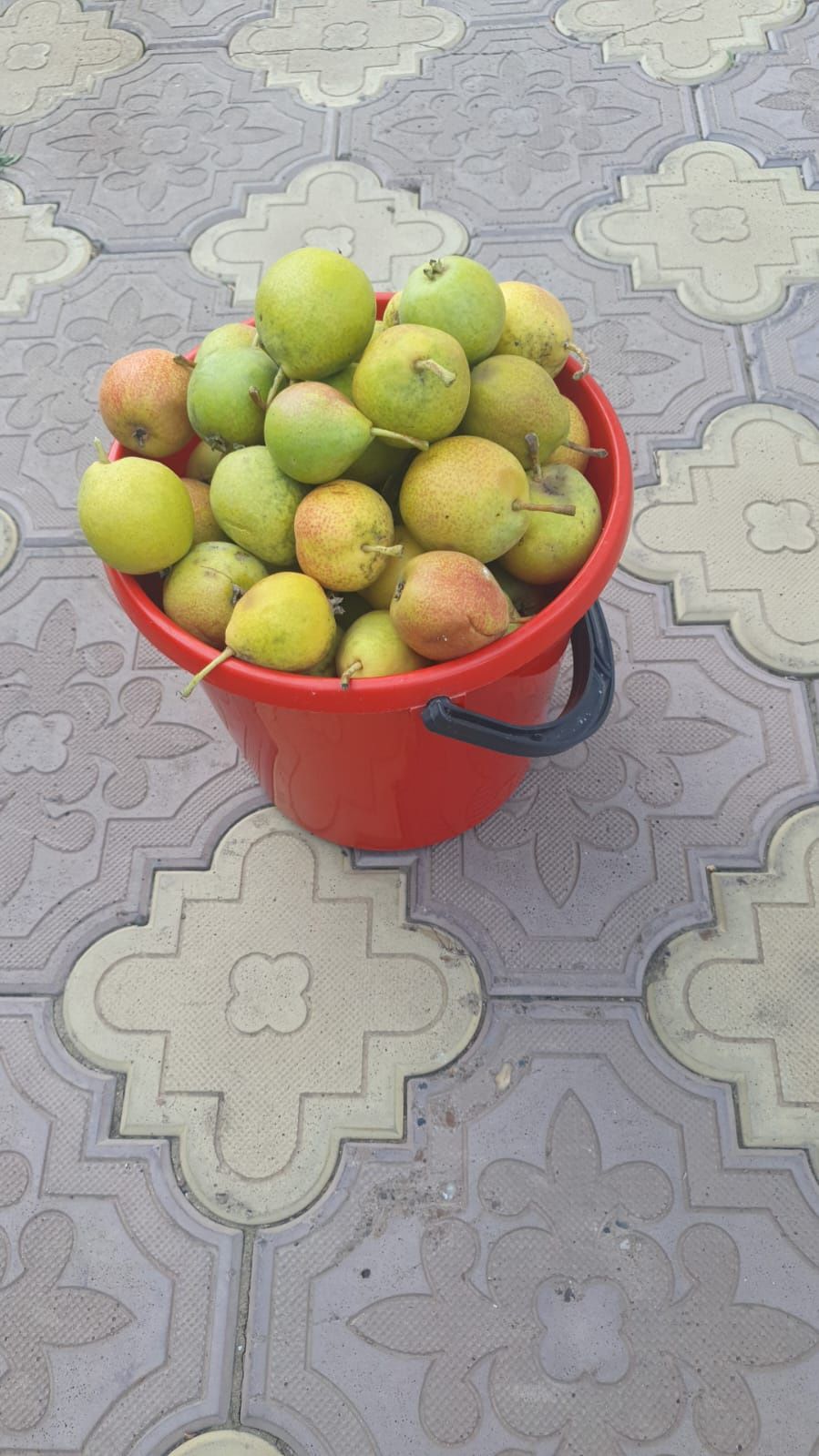 Продам грушу садовую