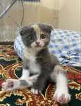 Шотландская вислоухая кошка