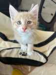 Денежный Котенок котята 1 месяц