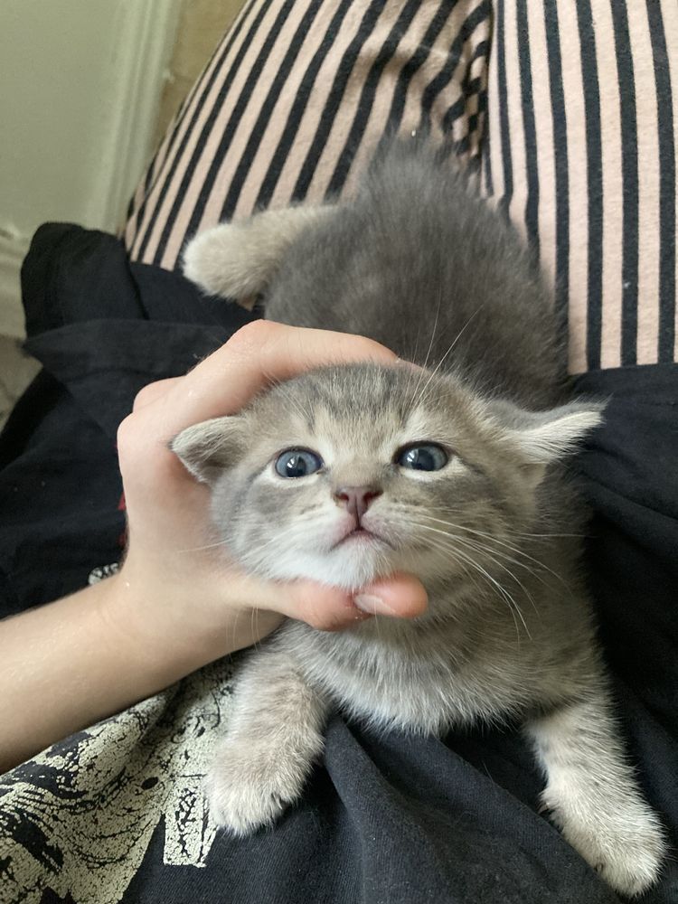 Котятки мальчики