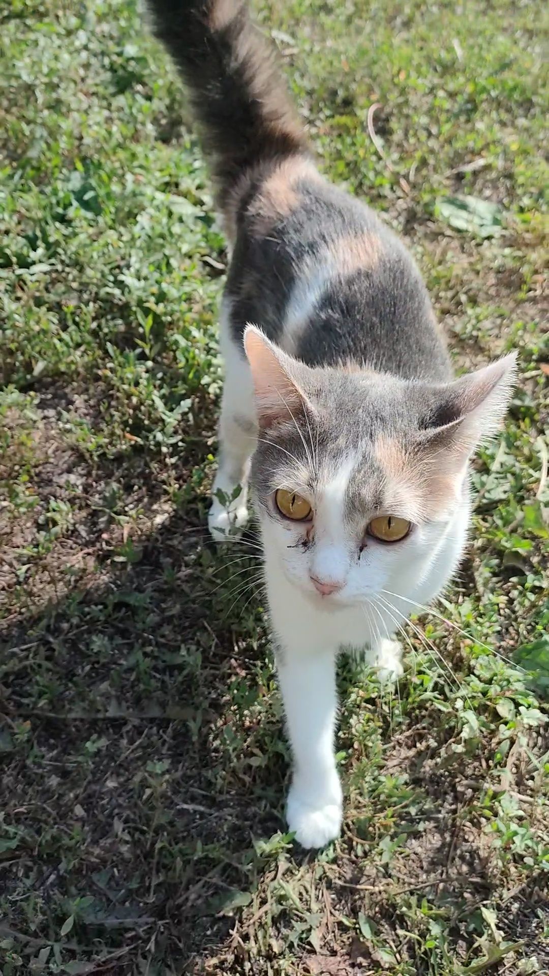Кошка, ласковая, преданая, стерильная