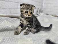 Котенок вислоухий