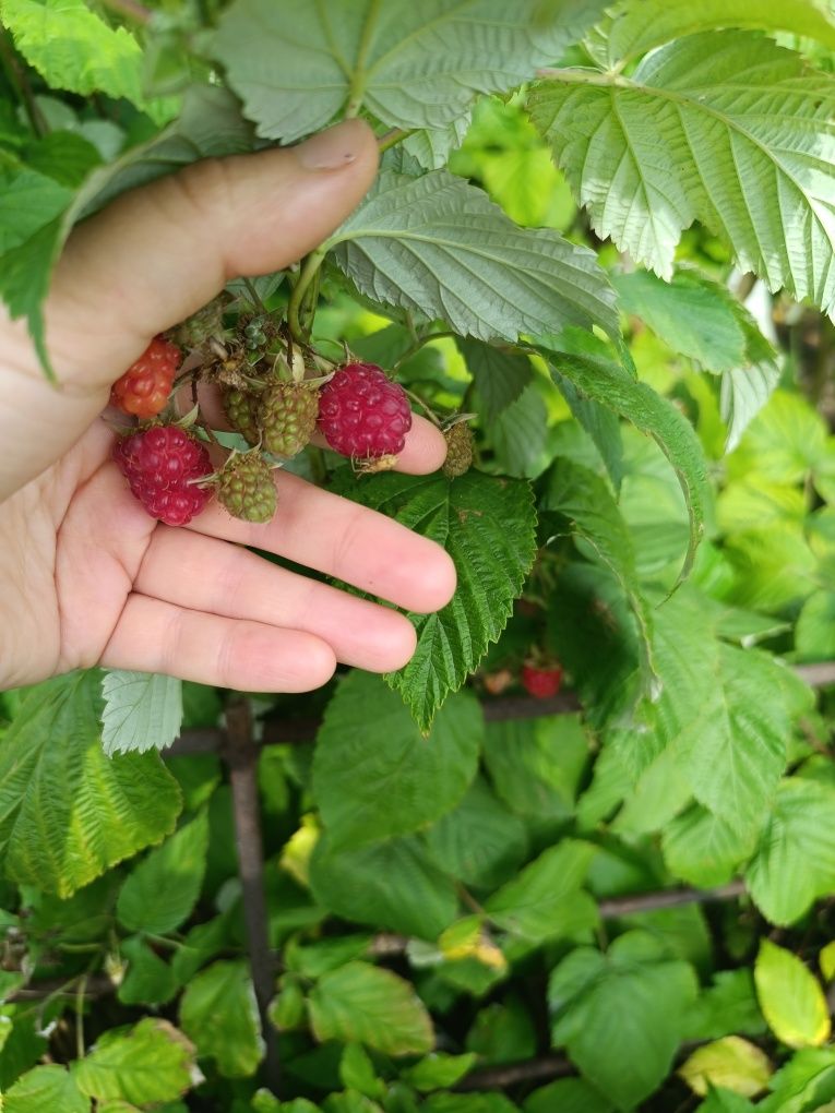 Продам ремонтантную малину