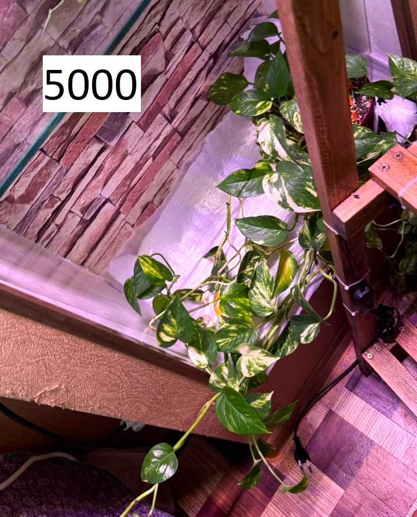 Растения по 5000