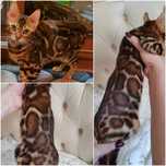 Бенгалы шоу класса в ваш дом
