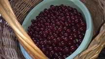 Продам домашнюю спелую вишню