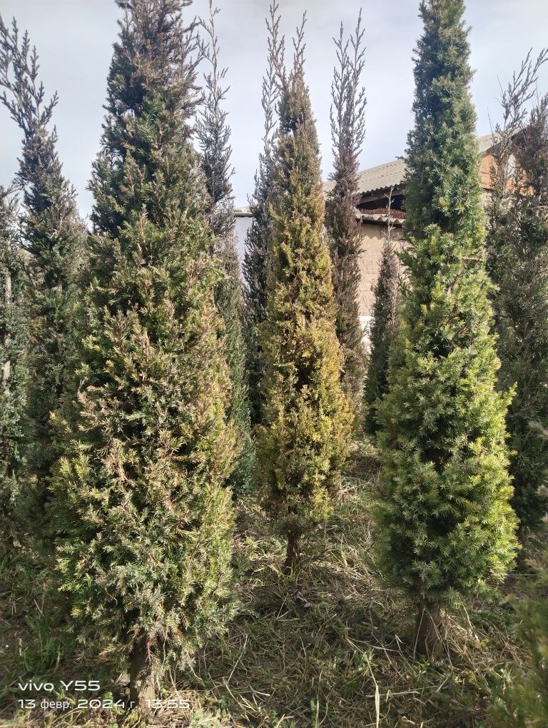 Маржвелник шыршасы көтерме бағасында