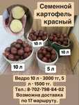 Семенной картофель
