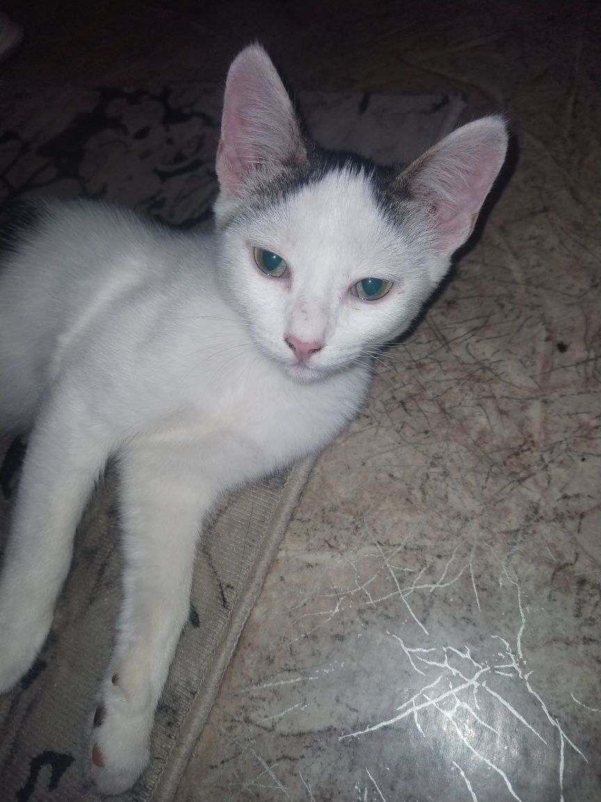 Котята бесплатно