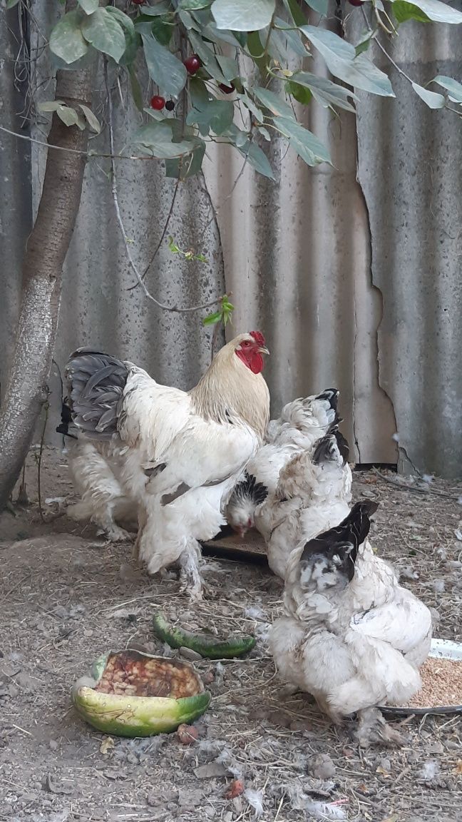 Курицы пород Брама