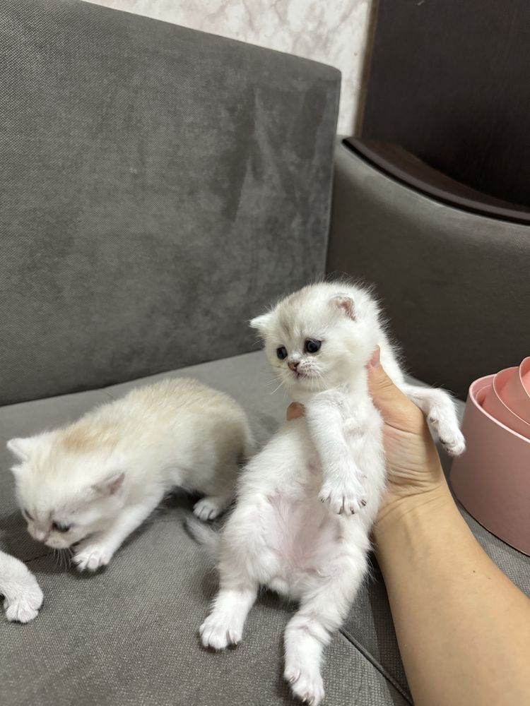 Шиншиллы чистокровные котята
