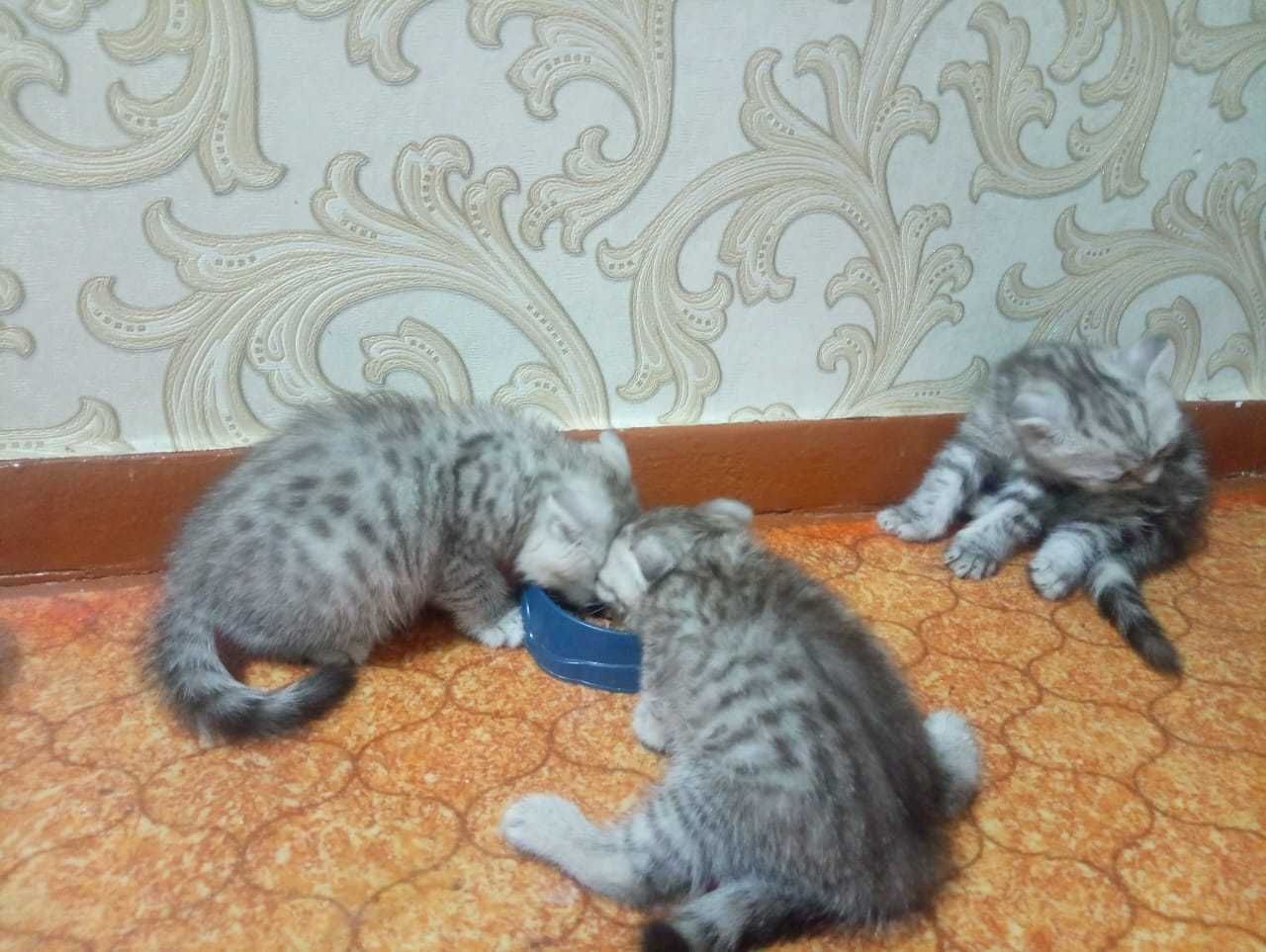 Котята скоттиш фолд