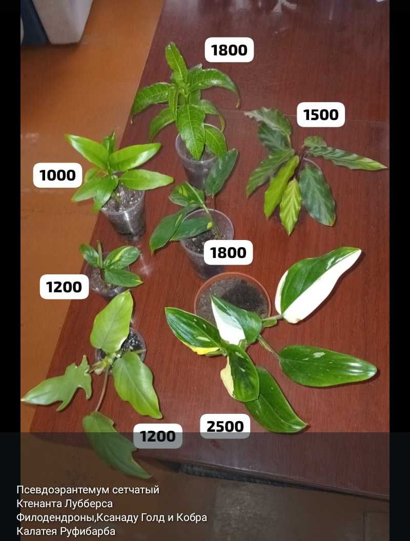 Комнатные цветы и отростки