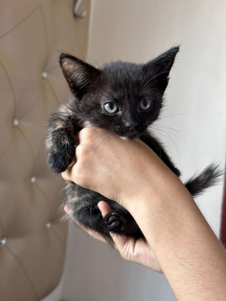 Отдам котят даром