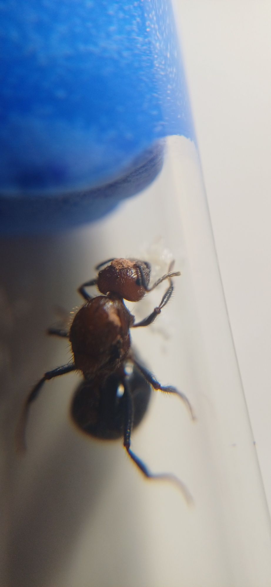 Муравьи Myrmicaria brunnea Лошадки