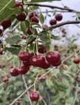 Продам крупную вишню 1л-500тг
