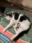 Отдам кошку и котёнка